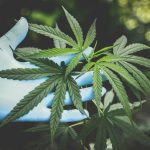 Marijuana Evaluations in Connecticut